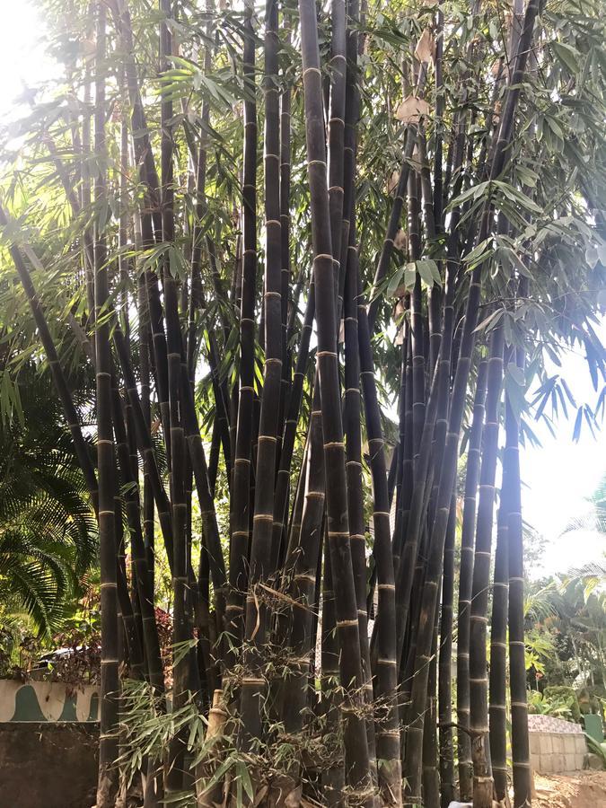 Coorg Jungle Camp Resort Suntikoppa Exterior foto
